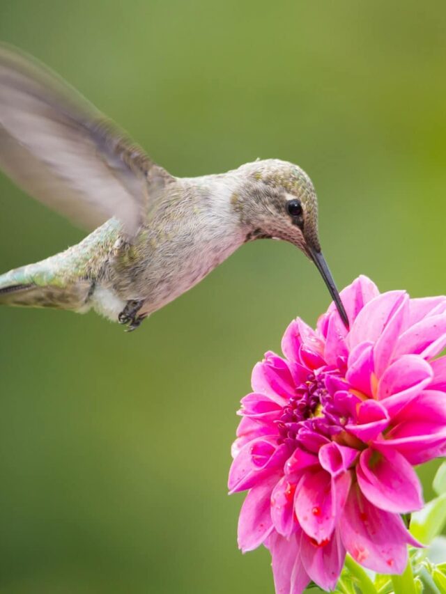 The Best Way To Store Extra Hummingbird Nectar (And How Long It Stays Good For)