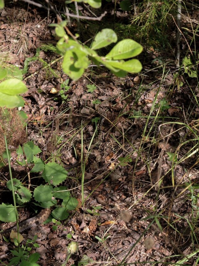 SSSSNEAKY Everyone can see the playful dog but you need 20/20 vision to spot the slithering snake in under 10 seconds